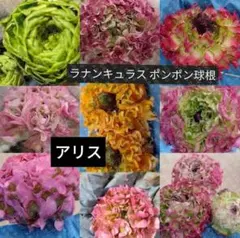 2025年最新】ラナンキュラスポンポンの人気アイテム - メルカリ
