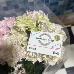 アジサイ 恋心 鉢花 16頭登録品種 8号鉢高約80cm開花中6/12 2026年最新】恋心 紫陽花の人気アイテム - メルカリ