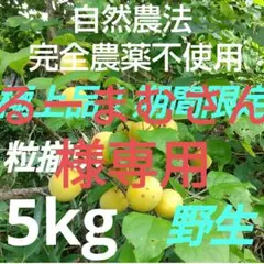 完熟梅　完熟直前！　完全農薬不使用(自然農法)　大粒手摘み梅　野生！　5kg 完熟梅 完熟直前！ 完全農薬不使用(自然農法) 大粒手摘み梅 野生！ 5kg