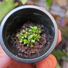 2025年最新】ビカクシダ前葉体の人気アイテム - メルカリ