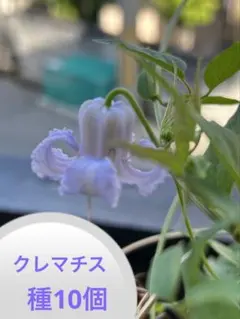 ゆぅ様 リクエスト 2点 まとめ商品