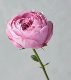 2025年最新】和バラ 苗の人気アイテム - メルカリ