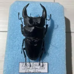 昆虫標本 巨大種 オウサマナンバンダイコクコガネ 大型ペア65×61