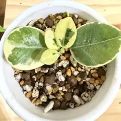 ゆ*だ様 パンダガジュマル斑入り　カット苗 パンダガジュマル 斑入り 希少 接木 3.5号 パンダガジュマル