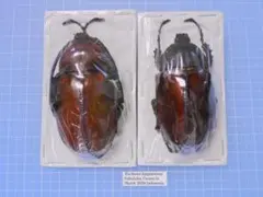 2026年最新】テナガコガネ 標本の人気アイテム - メルカリ