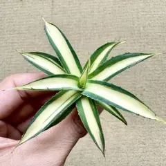 アガベ　スノーグロー　8号鉢 アガベ'スノー・グロウ'の基本情報・育て方｜多肉植物・サボテン