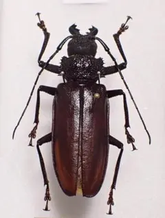 白狐@評価コメントは取引メッセージにて様 リクエスト 2点 まとめ商品