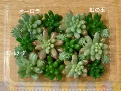 現品◎カット苗３種(オーロラ、虹の玉、クリームソーダ)　メルカリ便　匿名配送