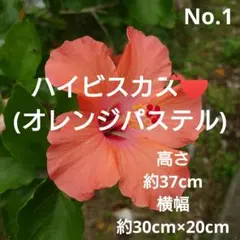 希少 沖縄 極小ハイビスカスのチビ苗 赤、白セット - メルカリ