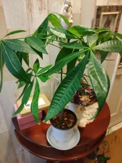 2026年最新】パキラ 斑入り 実生の人気アイテム - メルカリ