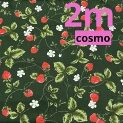 cosmo★5枚限り★オックス★ストロベリータイム★深緑★