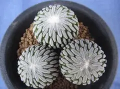 精巧丸カキ子3本のサムネイル