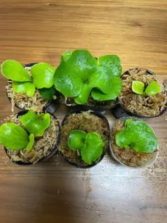 2026年最新】ビカク コロナリウムの人気アイテム - メルカリ