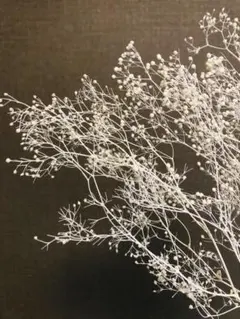 ホワイト　白　かすみ草　カスミソウ　プリザーブドフラワー　ドライフラワー