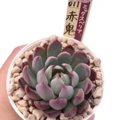 2025年最新】おらいさん苗の人気アイテム - メルカリ