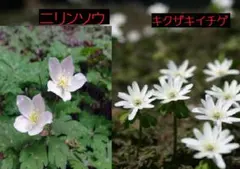 2026年最新】苗の人気アイテム - メルカリ