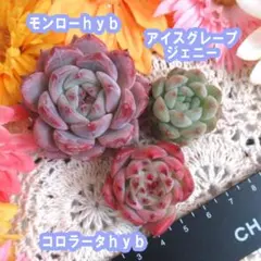 多肉植物　エケベリア　韓国苗　モンローhyb　3種セット　Ⅸ