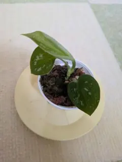 スキンダプサス ピクサスのサムネイル