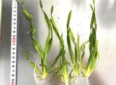 筋肉痛様 リクエスト 2点 まとめ商品