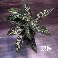 ◇RGL◇ 現地便 アチェ産 ワイルド アグラオネマ ピクタム