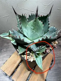 2025年最新】アガベ パラサナの人気アイテム - メルカリ