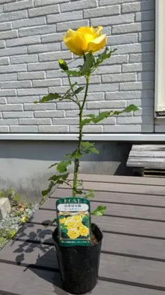 四季咲き中輪バラ ゴールドバニー3.5号ポット