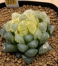 紫王オブツーサ錦 親株 超美株 ハオルチア 観葉植物 80 - メルカリ