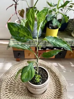 2025年最新】アグラオネマ トリカラーの人気アイテム - メルカリ