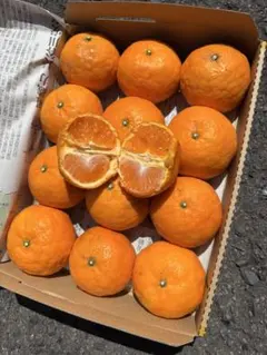 □【味に自信あり】□3k箱□愛媛の不知火□家庭用□除草剤使用無 万田