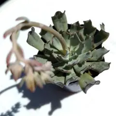 多肉植物 ストリクチフローラ ノヴァ