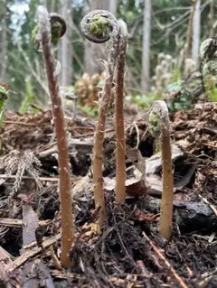 2026年最新】こごみの人気アイテム - メルカリ