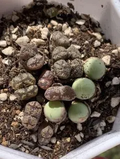 (発芽確認済み)コノフィツム　ペルシダム系　119種類セット　10粒ずつ 発芽確認済み)コノフィツム ペルシダム系 119種類セット 10粒ずつ