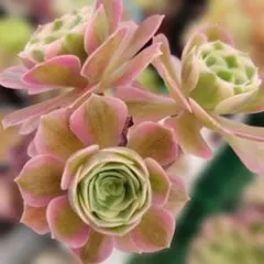 チフォ 知否 1カット アエオニウム - メルカリ