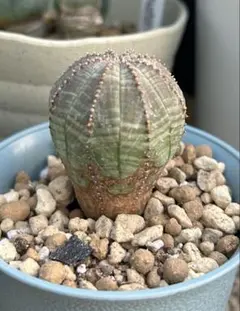 早い者勝ち！子吹きオベサ！ 激レア 3頭 希少 ユーフォルビア オベサ