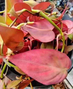 2025年最新】フィロデンドロン ミカンスの人気アイテム - メルカリ