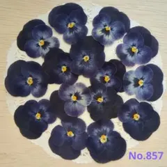 押し花素材 押し花