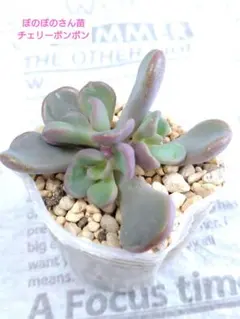 札付き♥️大苗✨ぼのぼのさん苗✨ チェリーボンボン ぼのぼのさん苗 札付き ポットごと発送