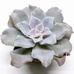 ❤️専用出品❤️✨メルカリ便✨クリスペートビューティー  ❤️抜き苗❤️パープル札 2025年最新】クリスペートビューティーの人気アイテム - メルカリ