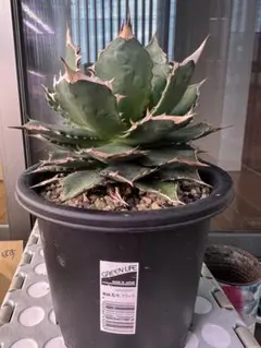 2株セット アガベ 親株 大株 Agave チタノタ 海王、強刺夕映 - メルカリ