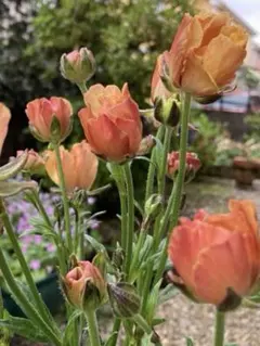 ꕤもも様ꕤ リクエスト 2点 まとめ商品