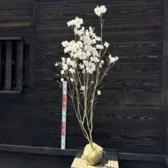 ミツバツツジ　白花　大株　【品番3621】 ミツバツツジ 白花 大株 【品番3621】 - メルカリ