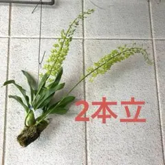グラマトフィラム 吊り仕立て 2本立ち 夏の洋ラン 1m H 2鉢目半額