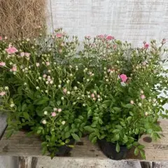 超特価！5鉢価格！ミサキ　バラ　薔薇　苗　苗木　3.5号鉢　1鉢に3-4株植えのサムネイル