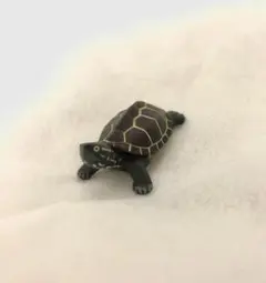 Item thumbnail for item fcdb9ac8-36f7-40cd-a287-7ed13ad2c606