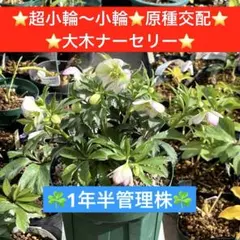2026年最新】原種クリスマスローズの人気アイテム - メルカリ
