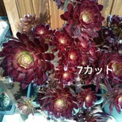 多肉植物　アエオニウム　黒法師　7カット苗のサムネイル