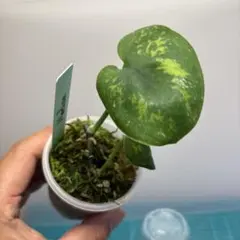 (専用出品)スキンダプサス　セット　C2 専用出品)スキンダプサス セット C2