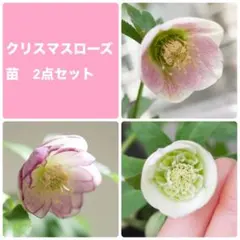 2025年最新】クリスマスローズ 苗の人気アイテム - メルカリ