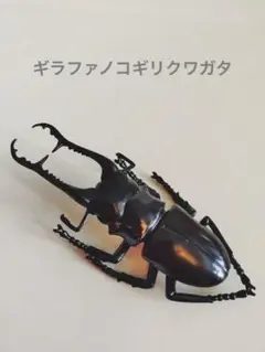 2025年最新】ギラファノコギリクワガタ標本の人気アイテム