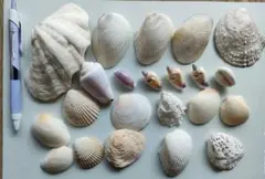 貝殻・サンゴセット